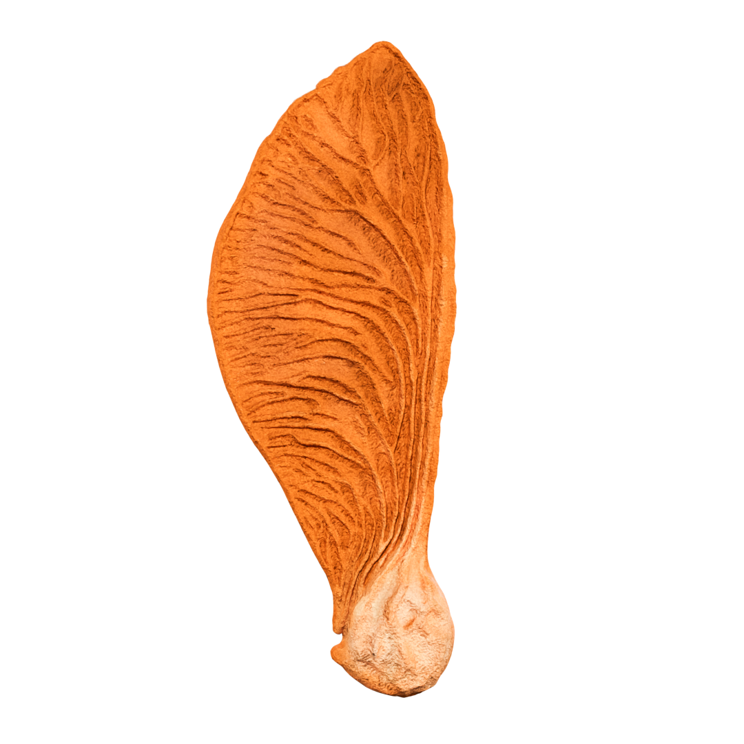 3D render of a Samara helicopter tuile cookie, showcasing its delicate, winged shape inspired by the spinning seed