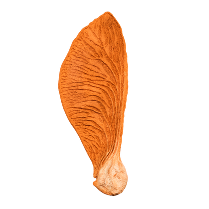 3D render of a Samara helicopter tuile cookie, showcasing its delicate, winged shape inspired by the spinning seed